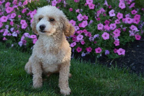 mini Poodle dad