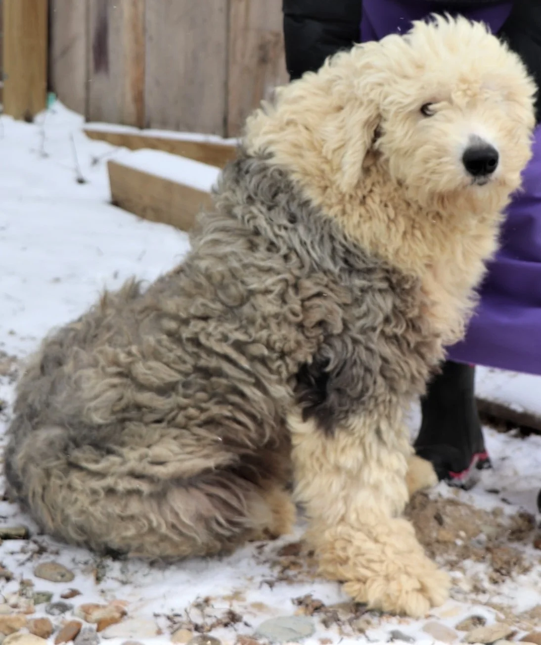 Roscoe, the Sheepdog dad