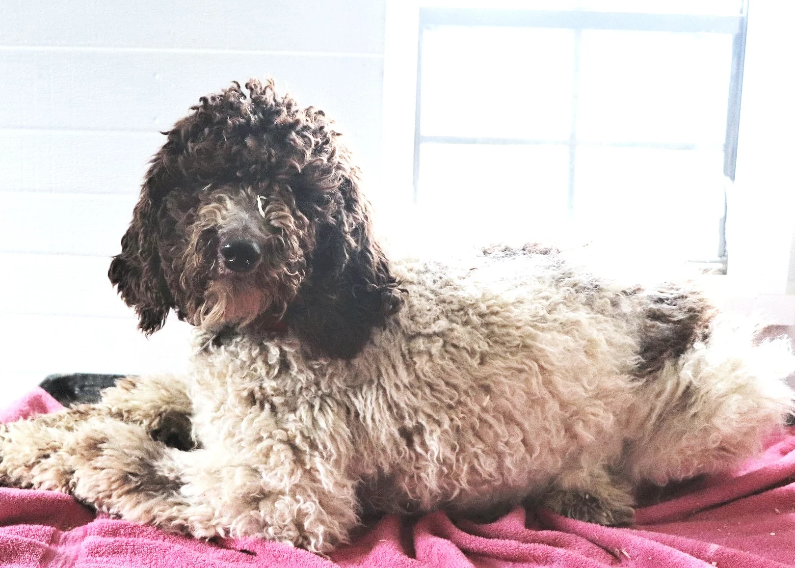 Allie, the Poodle mom