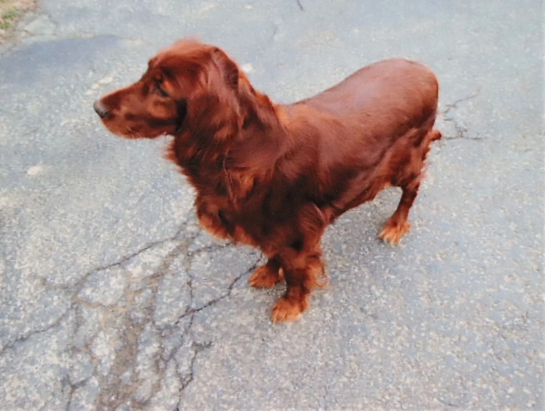 Lady, the Irish Setter mom