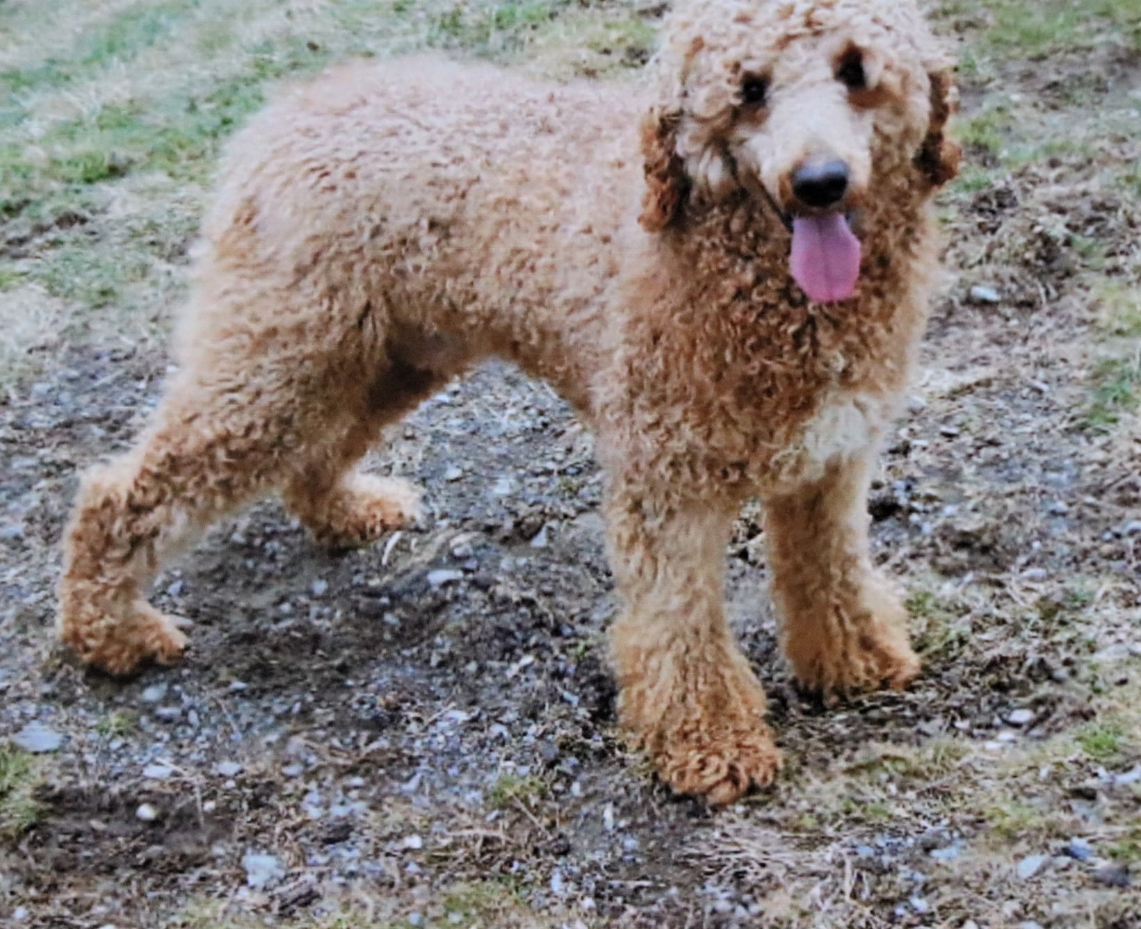 Pride, the Poodle dad