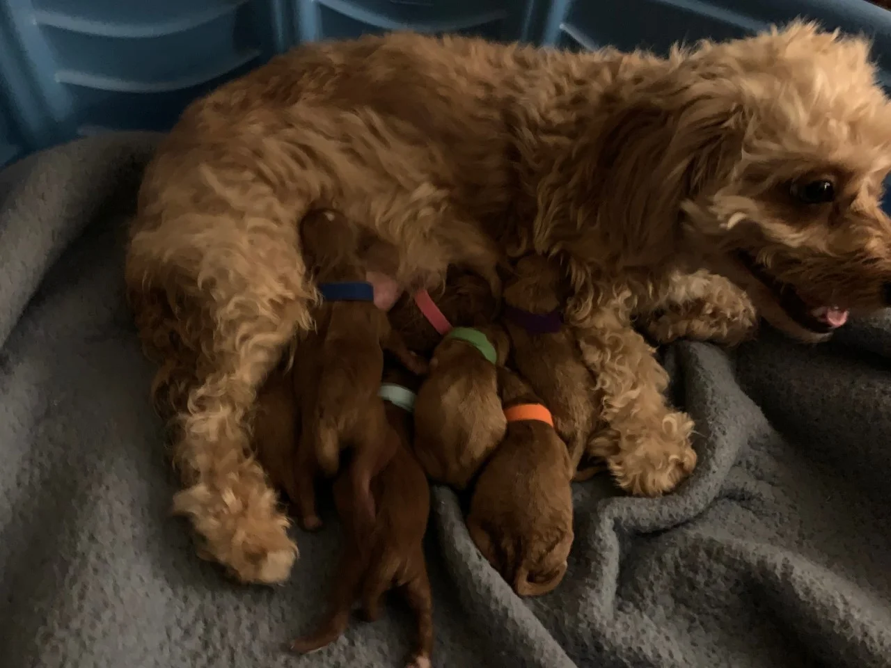 Jemma, the Cavapoo mom