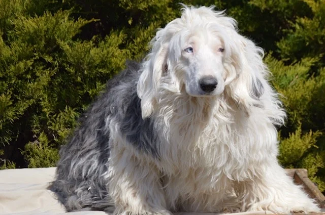 Darla, the Old English Sheepdog mom