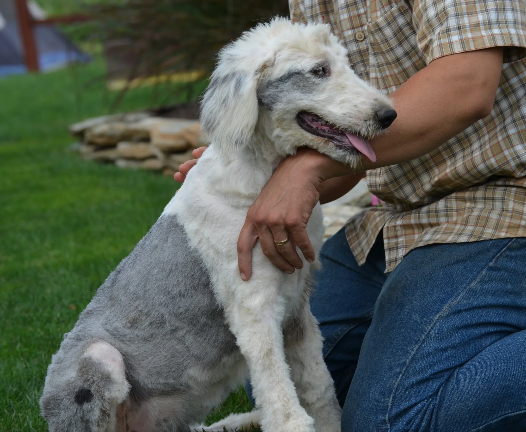 Whitney, the Old English Sheepdog mom (right after a haircut)