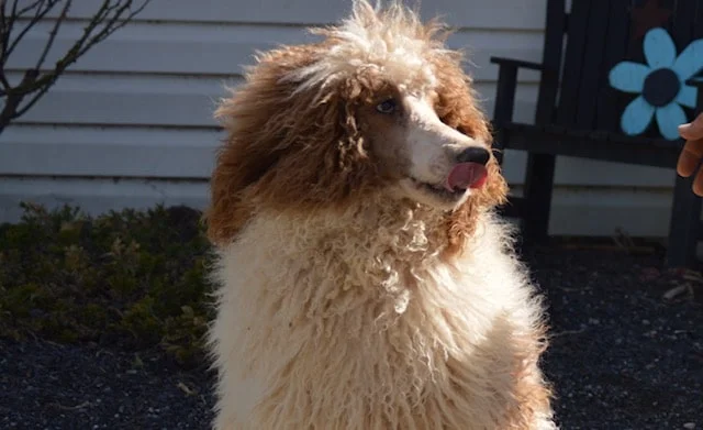 Randy, the Poodle dad