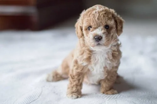 Is there benefit to DNA testing your dog?