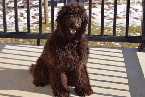 Labradoodle mom