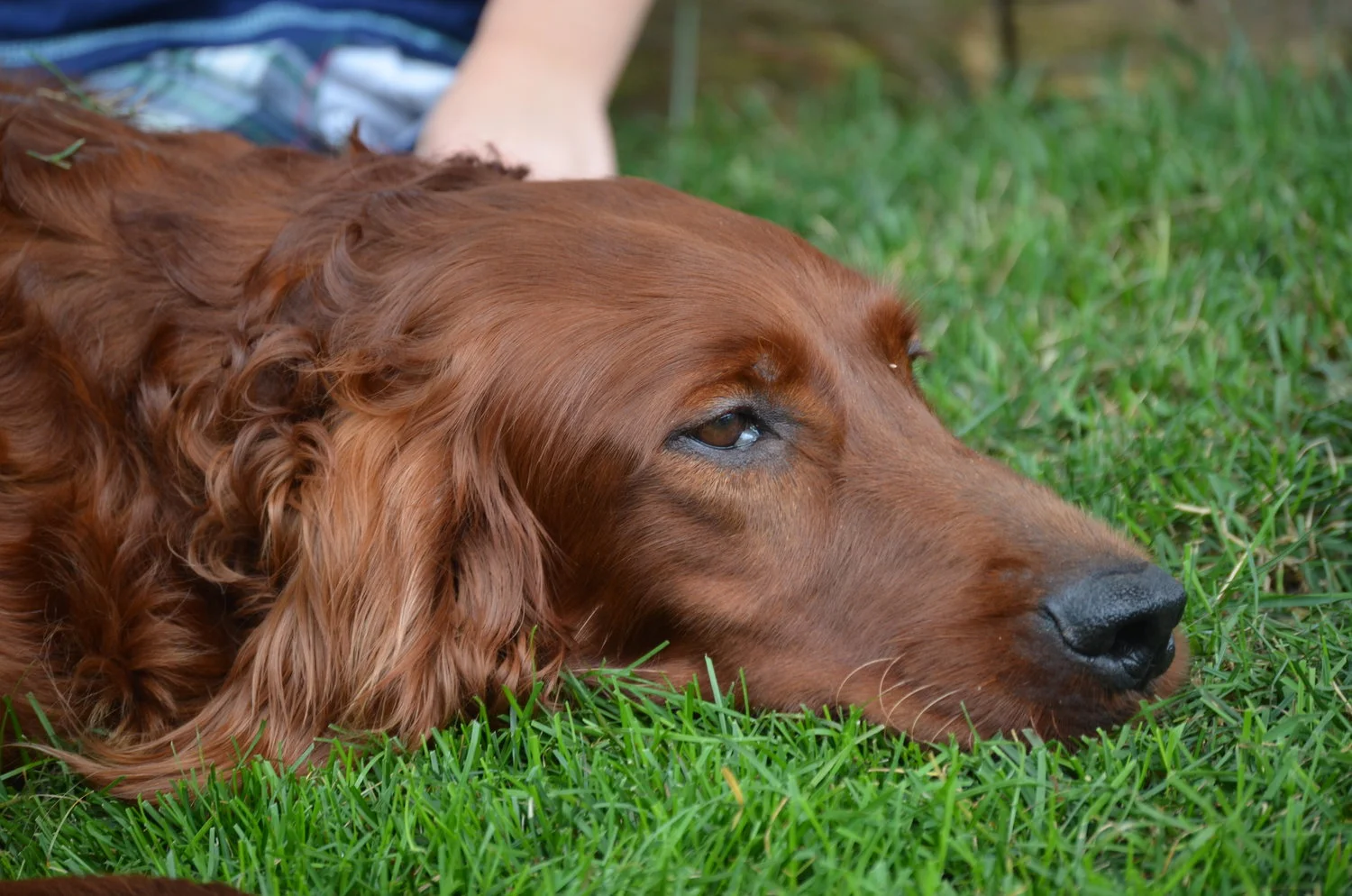 the Irish Setter dad