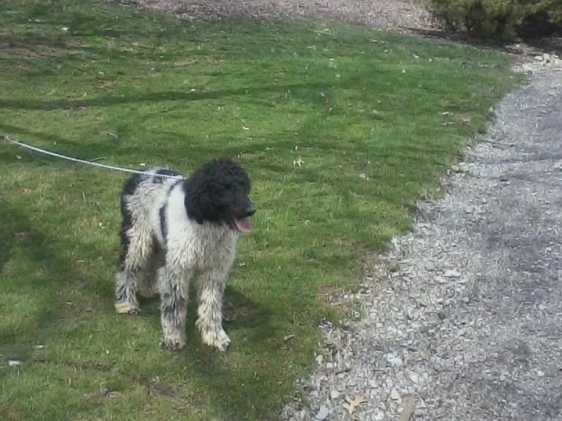 Chester, the Poodle dad