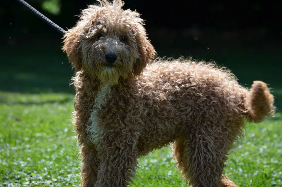 mini Goldendoodle dad