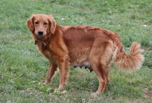 Golden Retriever mom