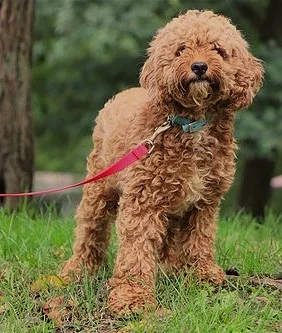 Cockapoo mom