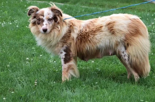 merle Australian Shepherd mom