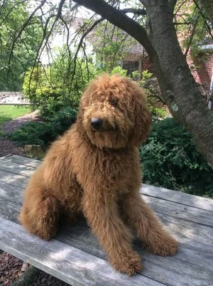 mini Poodle dad
