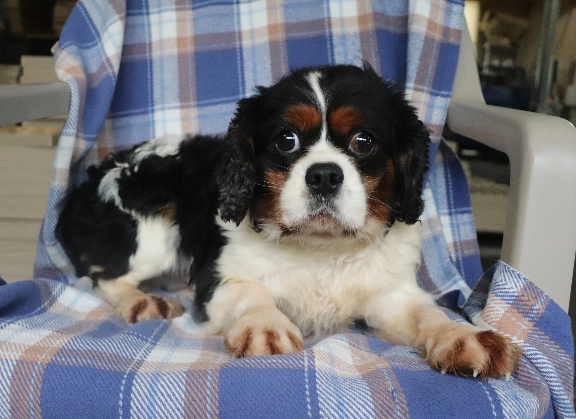Trico, the Cavalier dad