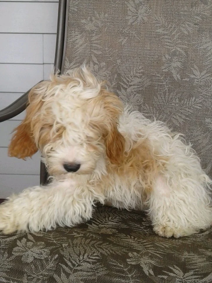 Cavapoo mom