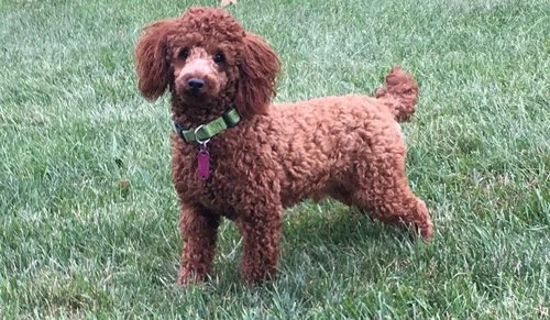 mini Poodle dad