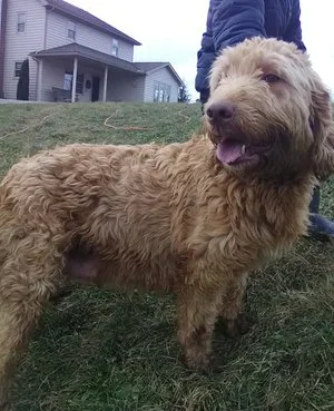 Labradoodle mom
