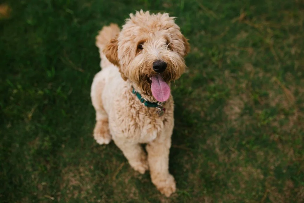 Goldendoodle mom