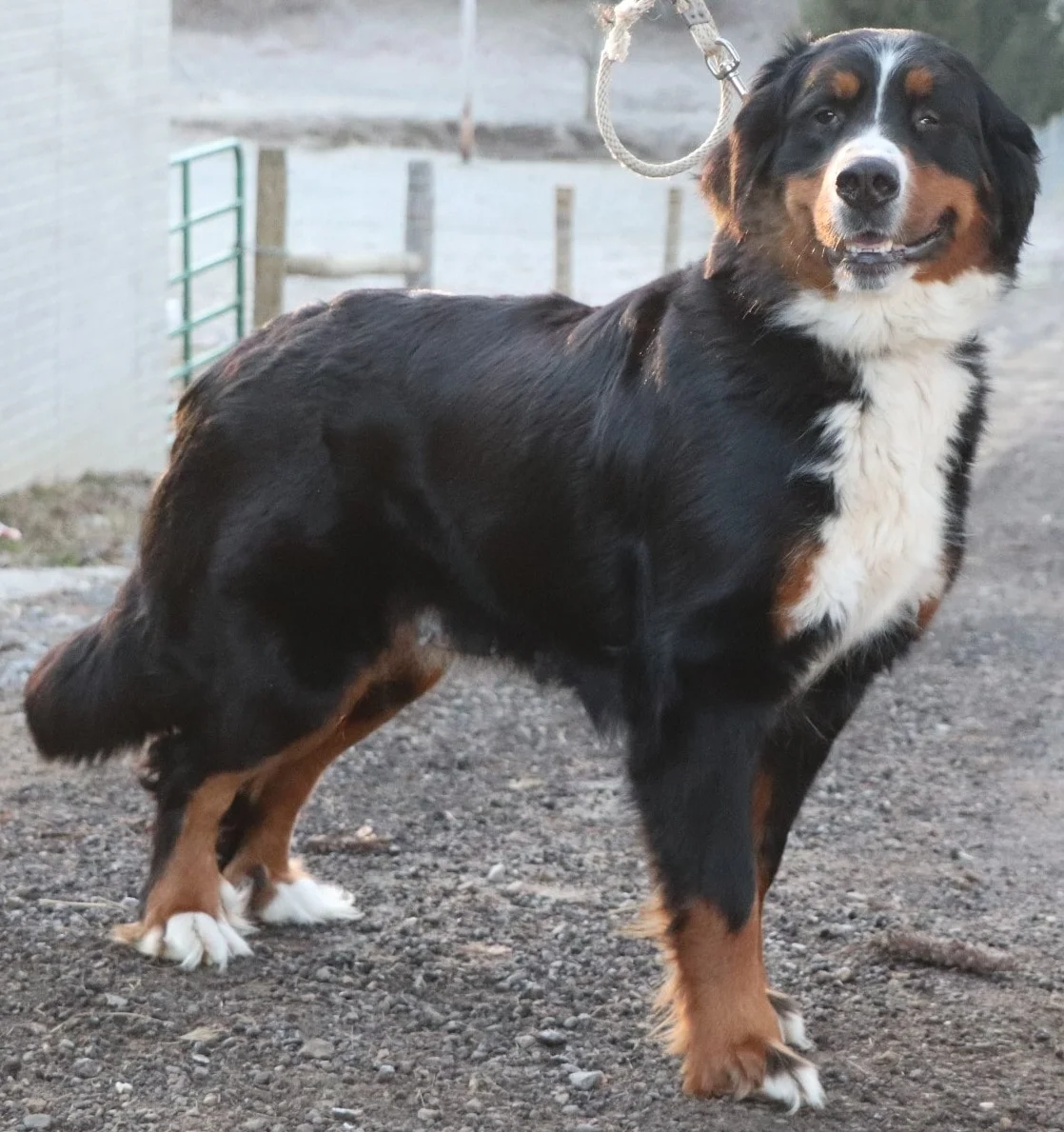 Zoey, the Bernese mom