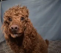 mini Poodle dad