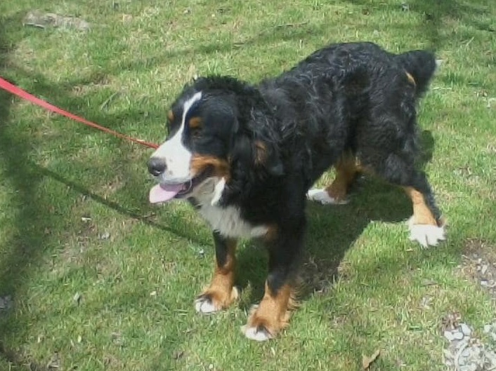 Daffodil, the Bernese mom