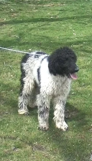 Chester, the Poodle dad
