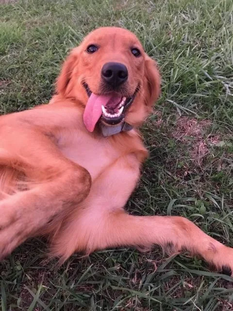 Golden Retriever mom