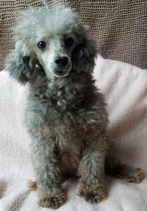 mini poodle mom