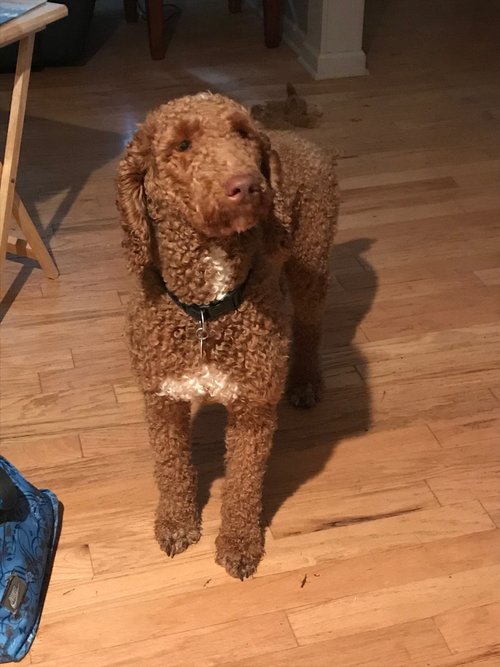 Moji, the standard Poodle dad