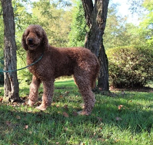 Poodle dad