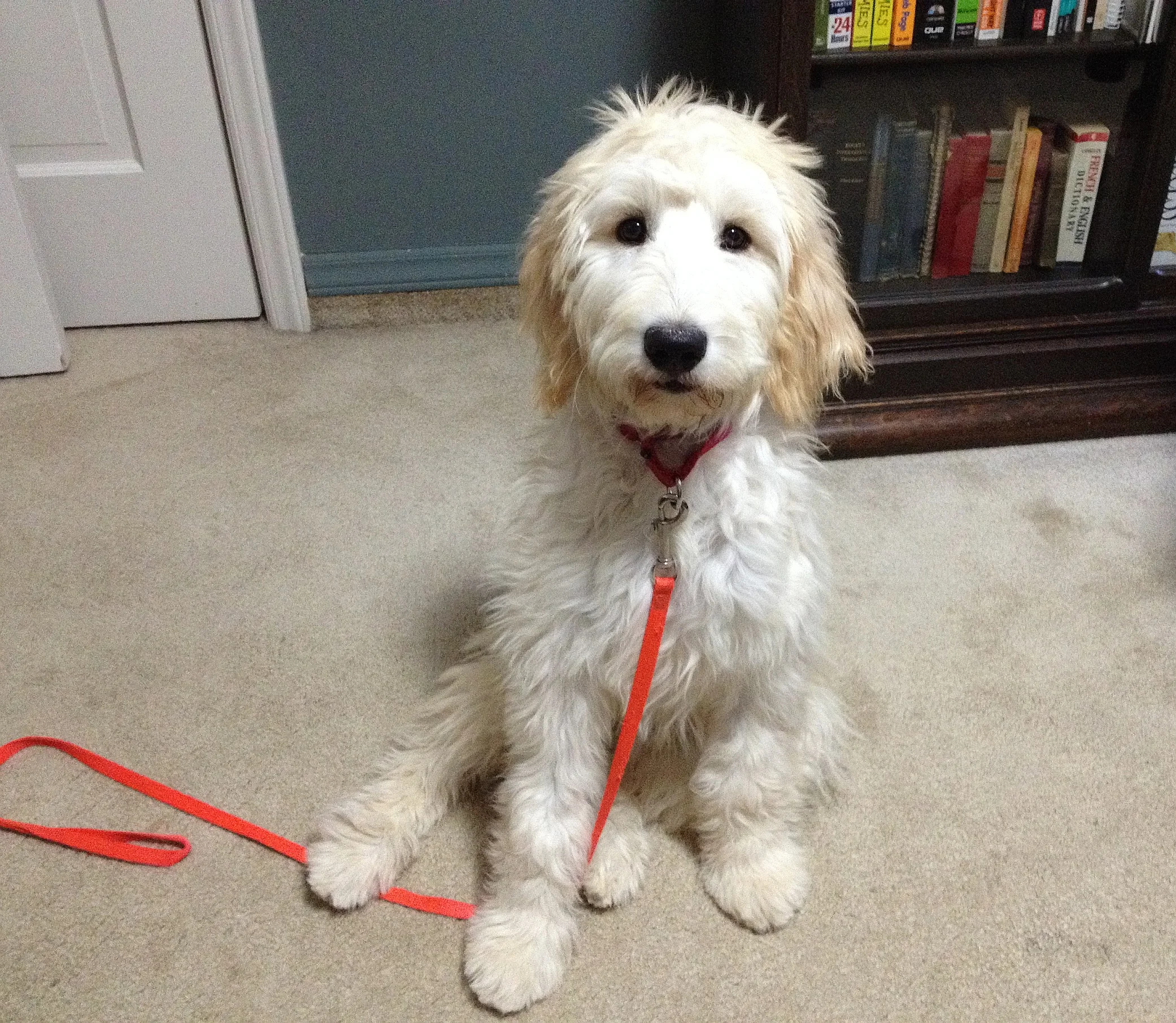 (Name), the (breed) mom