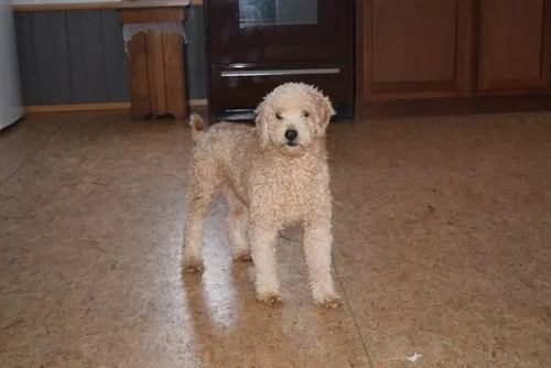 mini Poodle dad