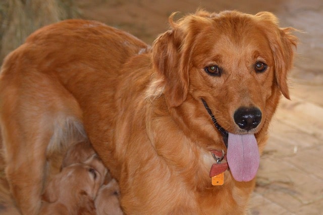 Lassie, the Golden Retriever mom