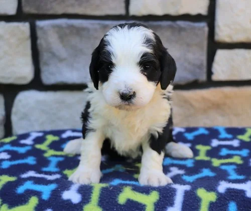 Name this Bernedoodle girl puppy for the opportunity of a $100 cash prize.