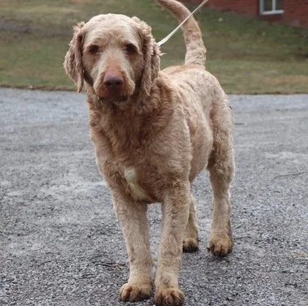 Goldendoodle mom