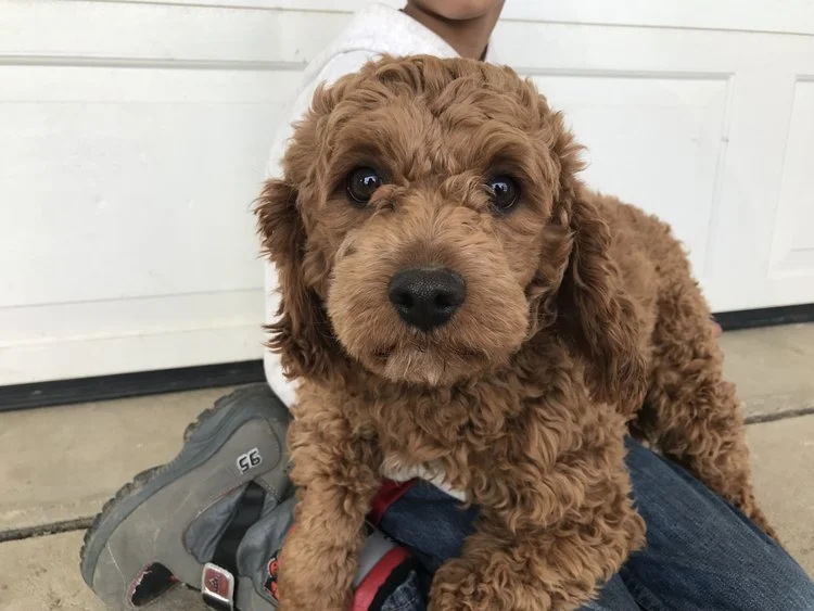 Woofy, the Cavapoo dad