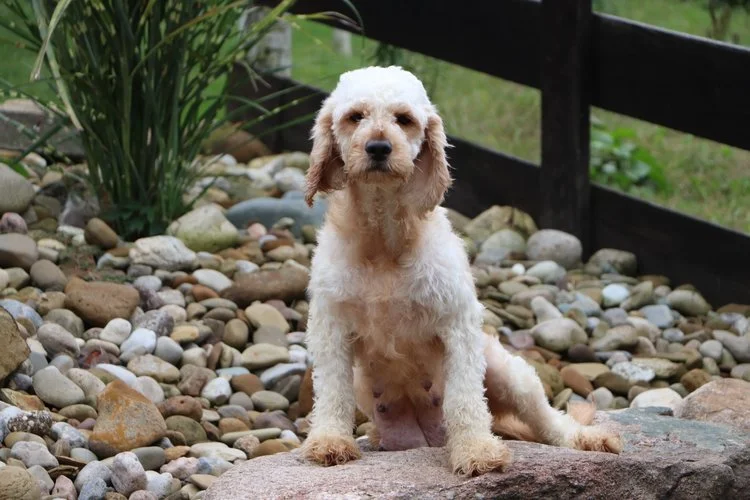 Goldendoodle mom