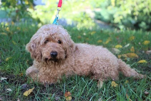 petite mini Goldendoodle dad