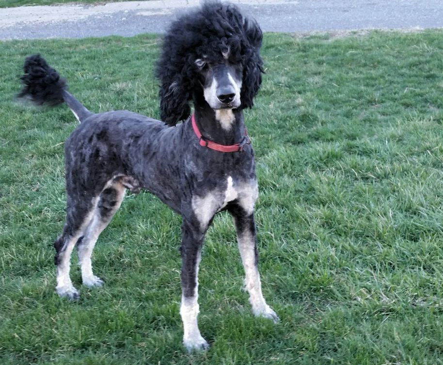 standard Poodle dad