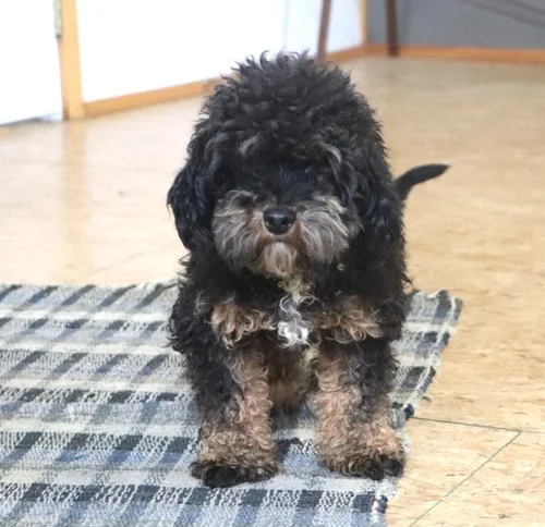 Toy Poodle dad