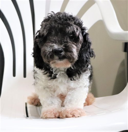 mini Poodle mom