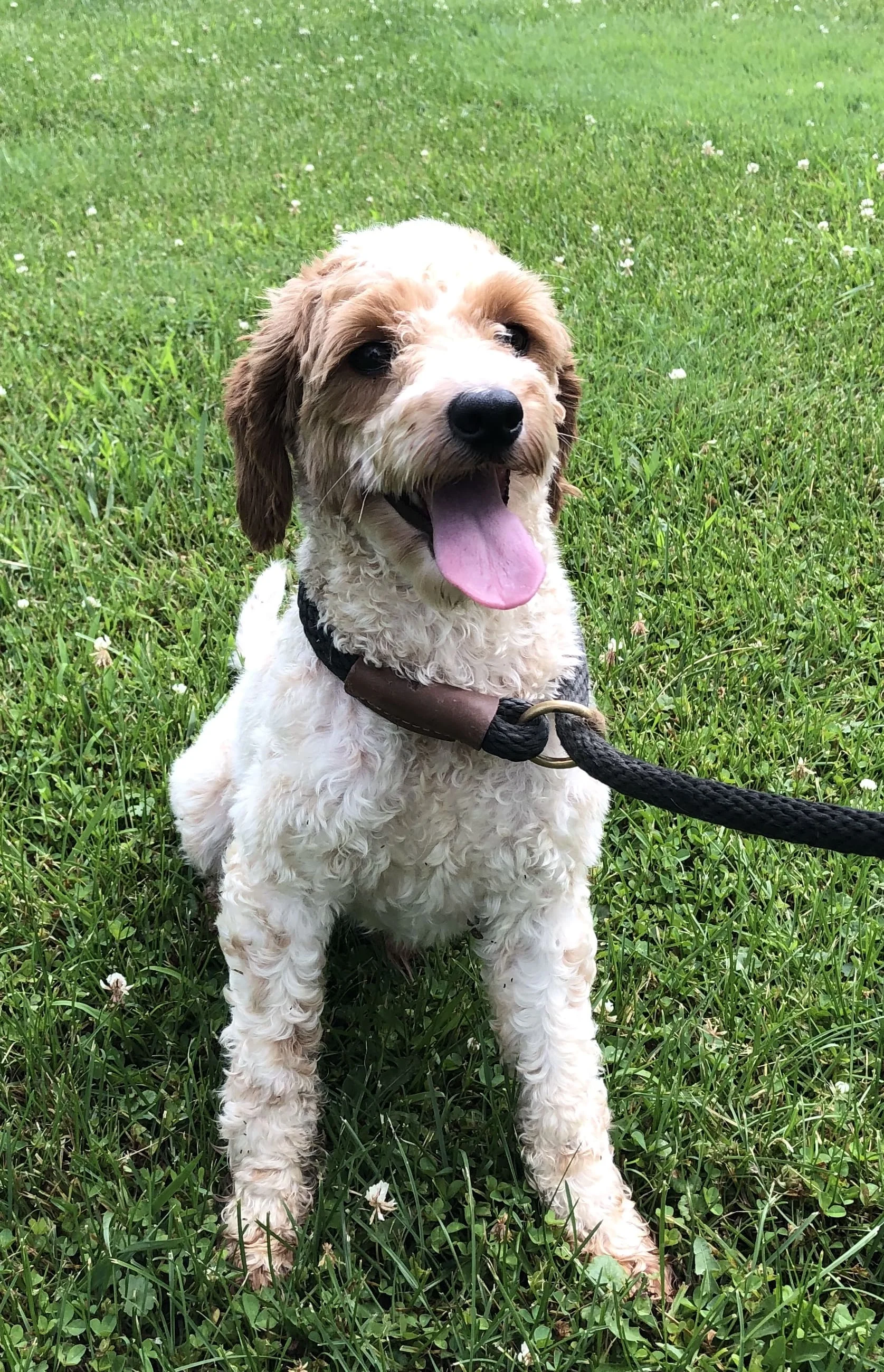 the mini Poodle dad