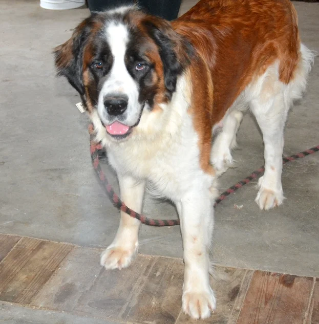 Saint Bernard mom