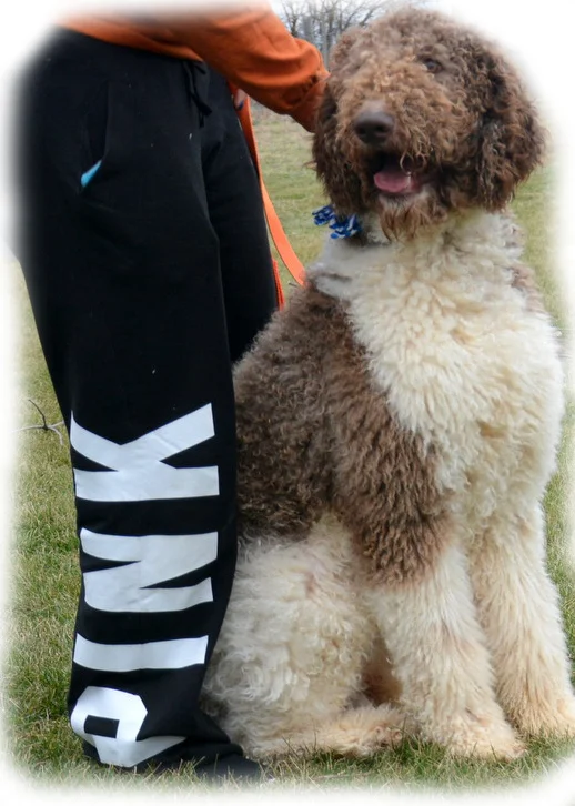 standard Poodle dad
