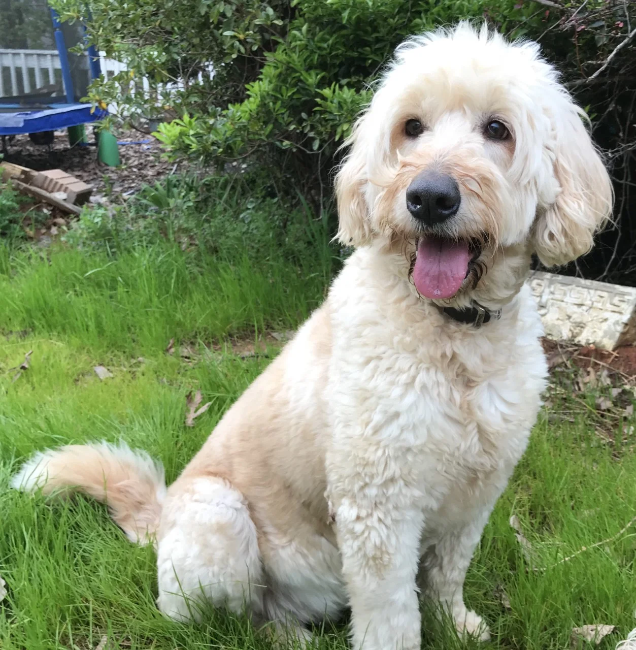 Goldendoodle mom, Nana