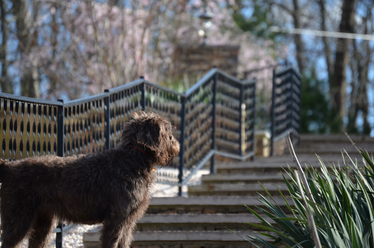 Labradoodle mom, Cutie