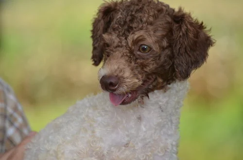 mini Poodle dad