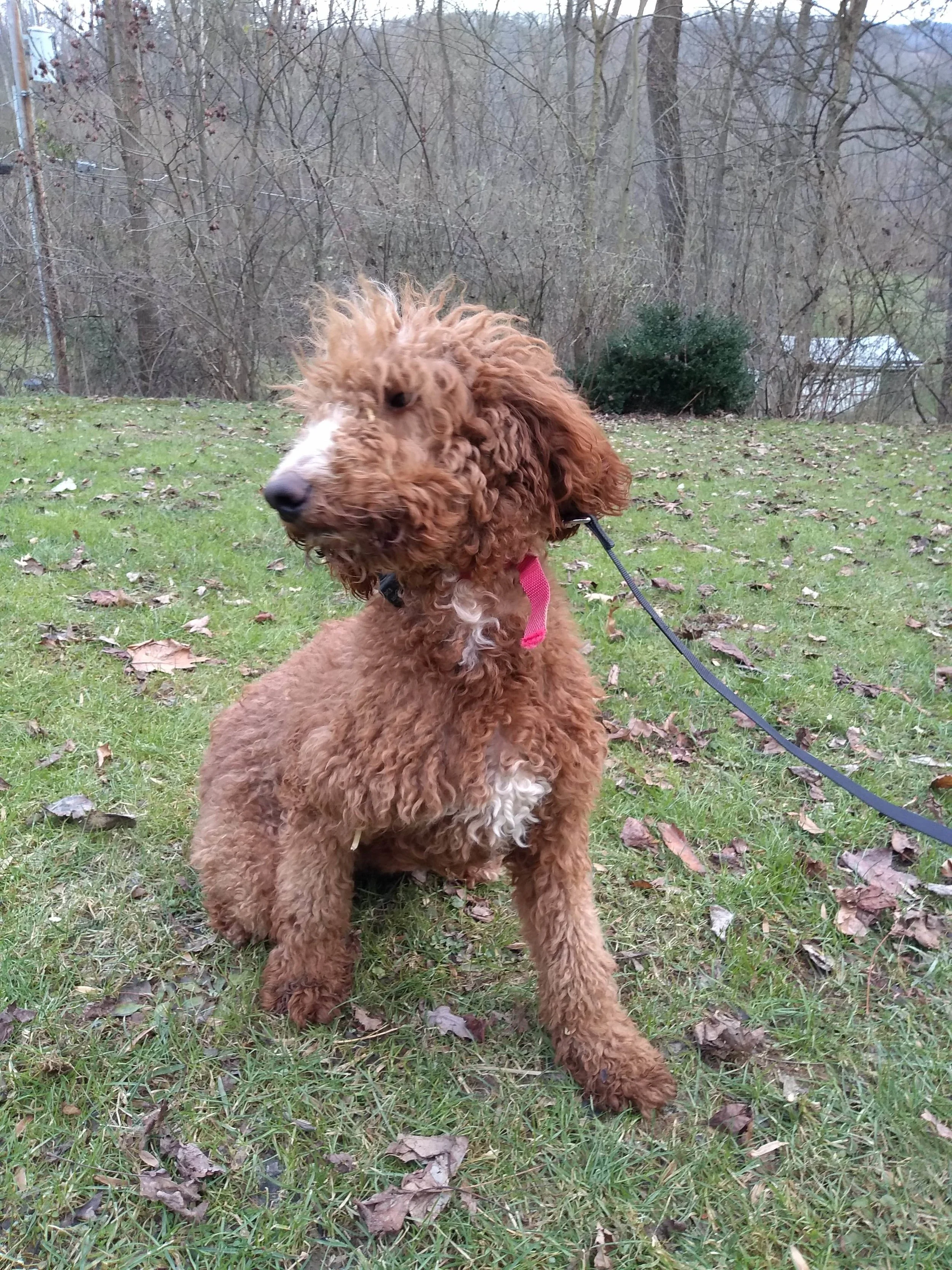 Brooks, the Goldendoodle mom