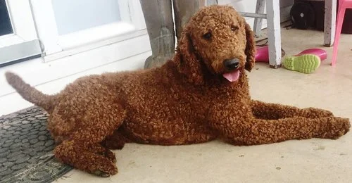 Clifford, the Standard Poodle dad